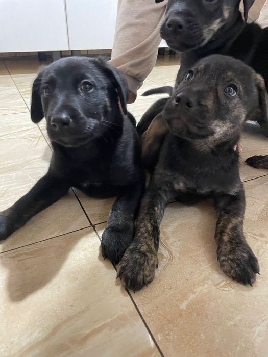 Oddam 2 pieski za darmo