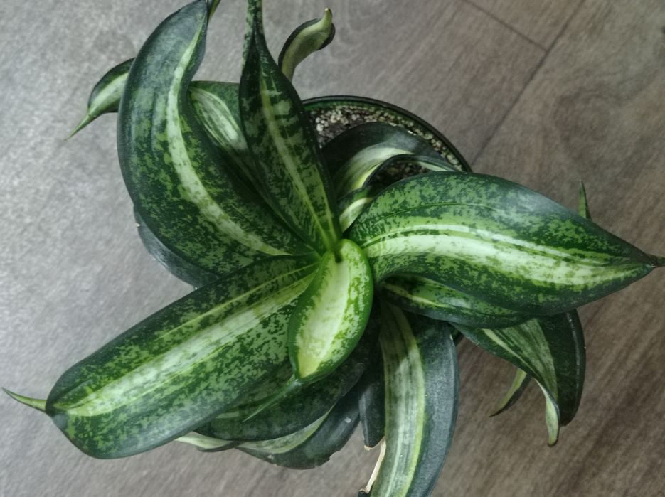 Сансевиерия Грин мулд Пагода Фрозен Лупс прайд Сиа стар Венди Стилиш ф