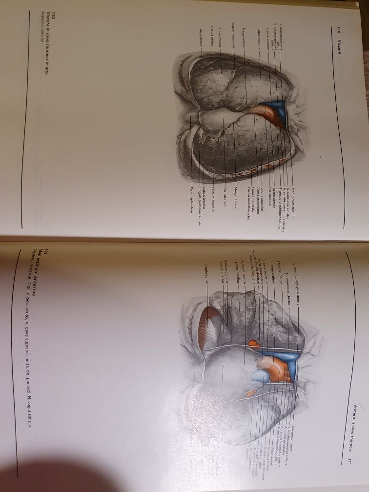 Atlas  anatomii człowieka bertolini/leutert tom 1