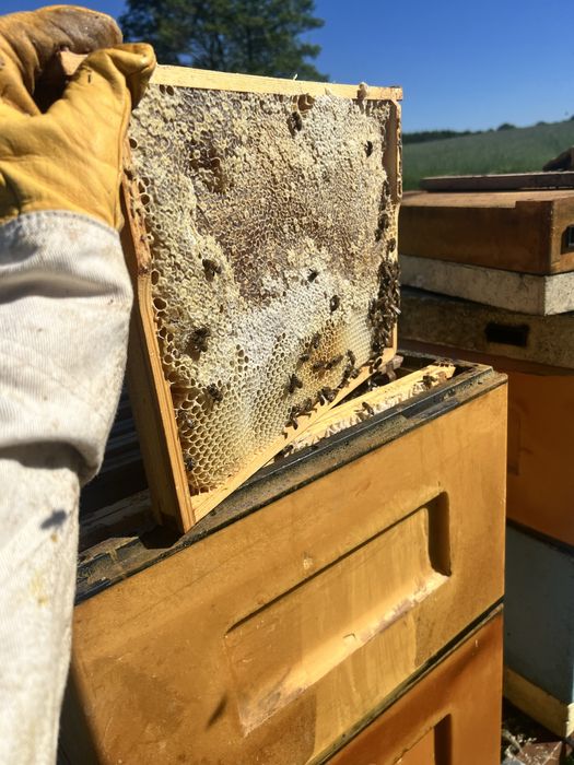 miód wielokwiatowy pasieka wędrowna rodziny słoik miody