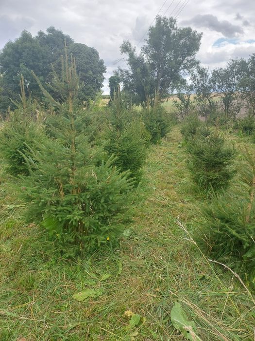 Świerk pospolity choinki