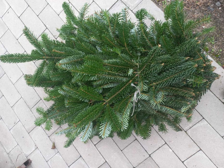 Gałązki Jodła Kaukaska 5 KG