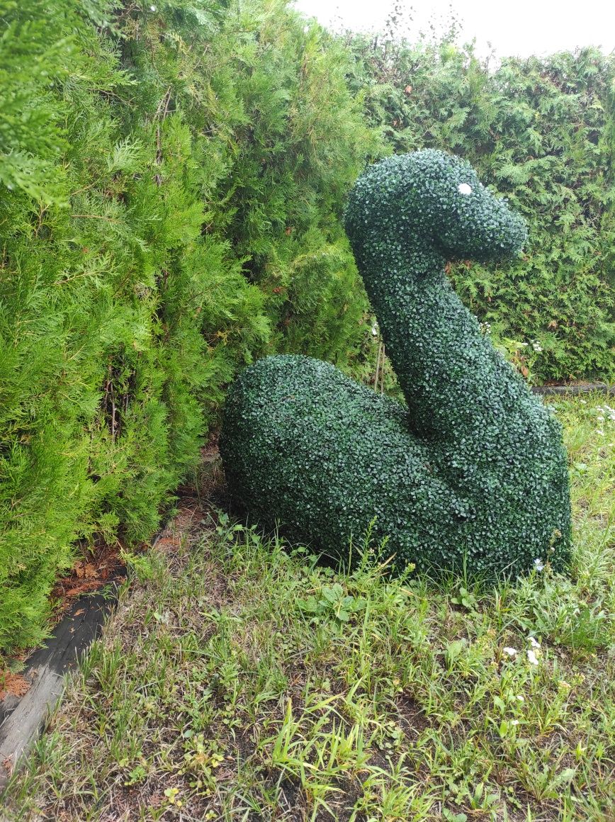 Kaczka Łabędź Topiar Topiary na stelażu z Bukszpanu