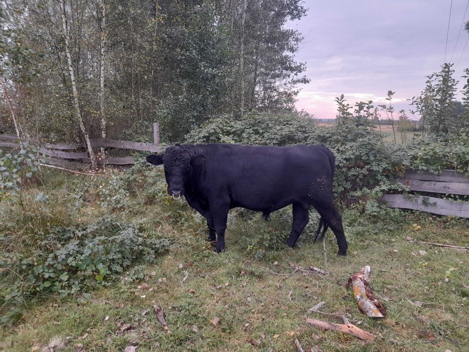 Продам бичка 1.5 рокі