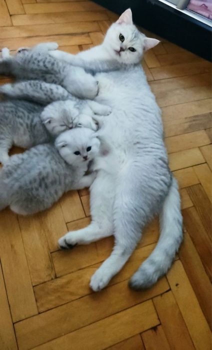 Отдам кошку серебрянную шиншиллу