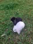 Króliczka mini lop baranek karzełek