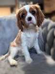 Cavalier king sunia do odbioru