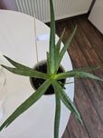 Aloes średni 20cm