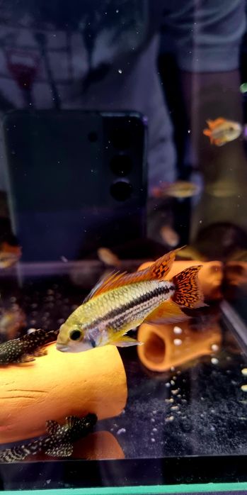 Pielęgniczka kakadu