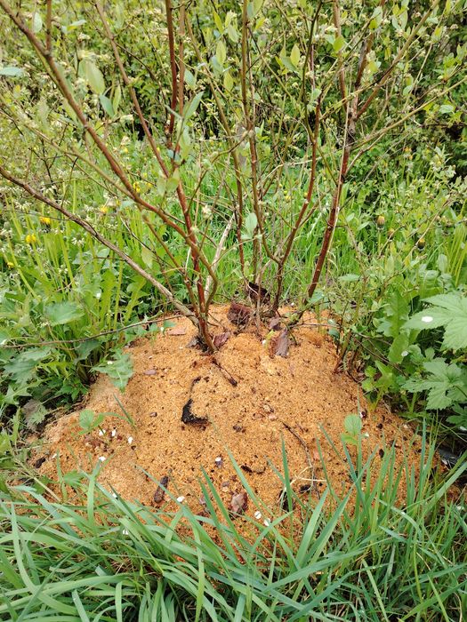 Trot do borówek itp