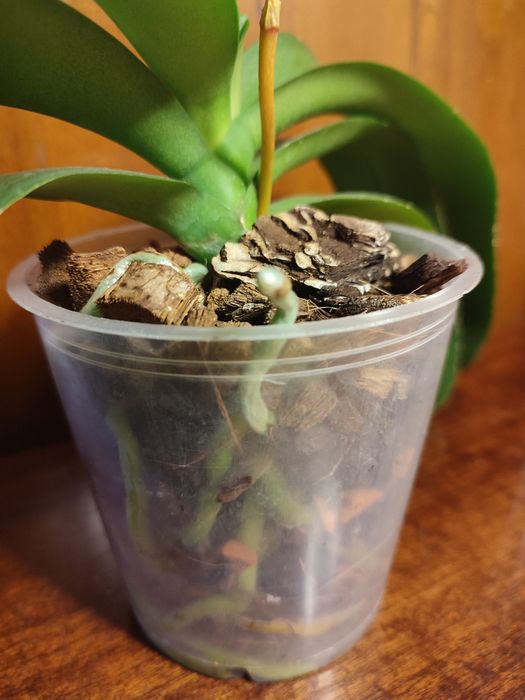 Орхидея Aalborg  домашняя.