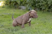 American Bully Pocked suczka ABKC