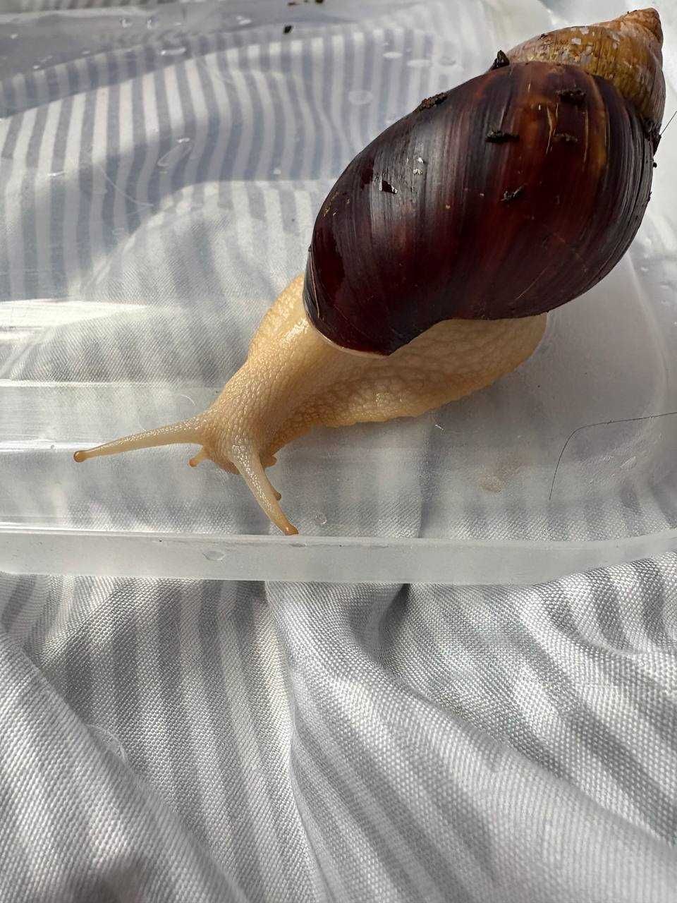 Ślimaki Achatina