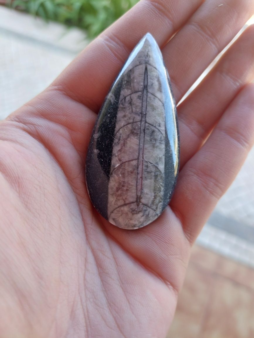 Fóssil Orthoceras