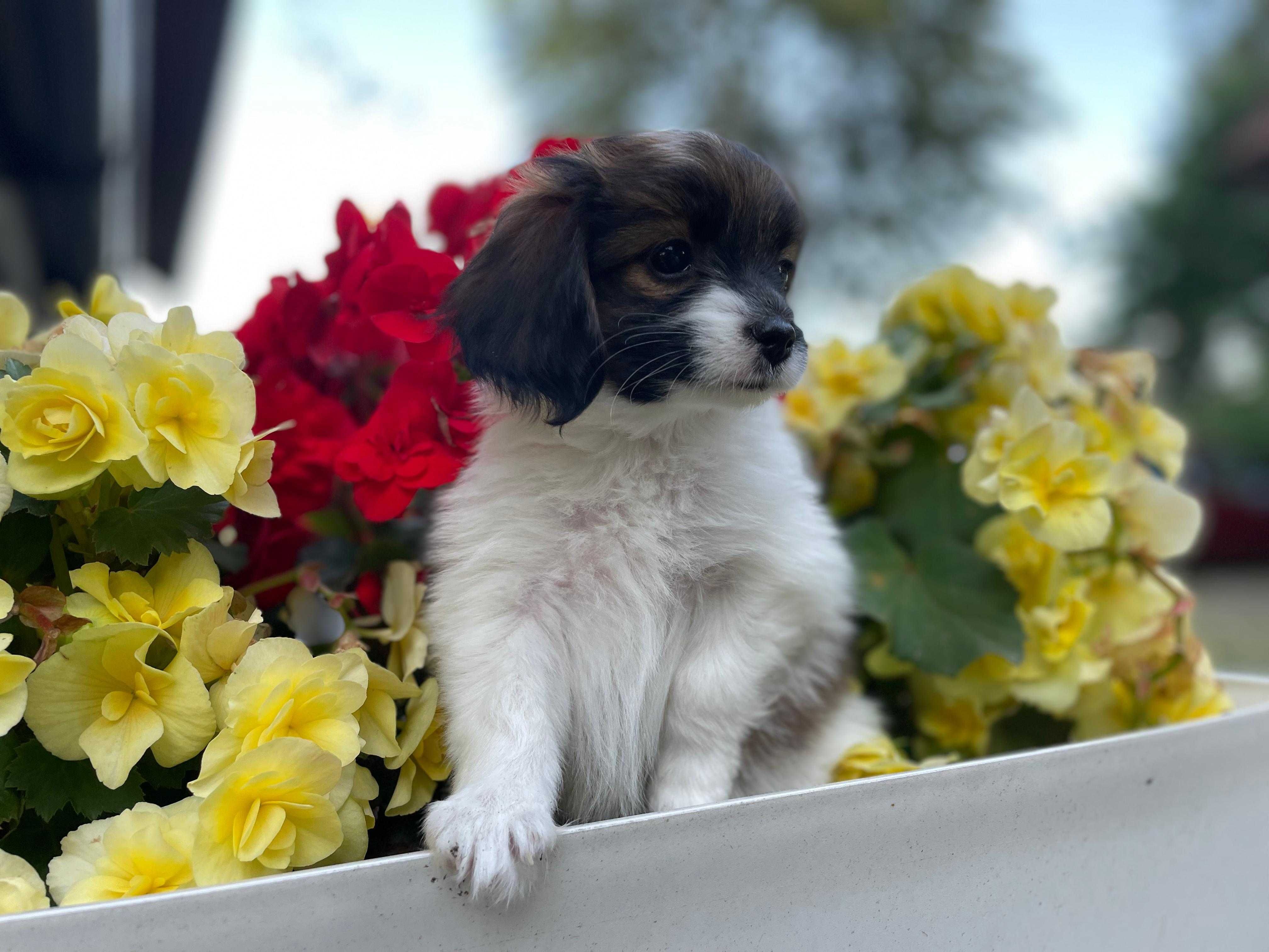 Spaniel kontynentalny miniaturowy, phalene, nie papillon, suczka, ZKwP