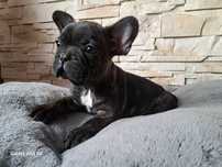 Buldog Francuski piesek