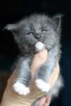 Cudna niebieska z bielą kotka maine coon !!