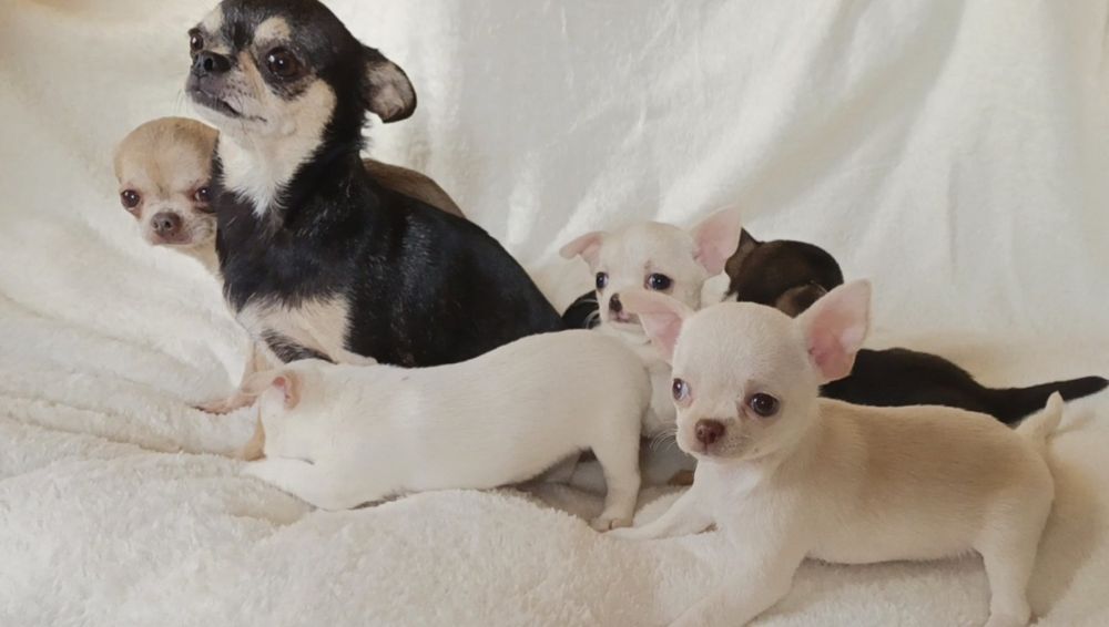 Детки чишки мальчик и девочки.