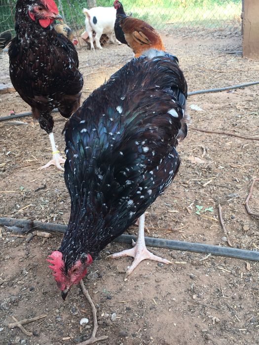 Casal sussex tricolor