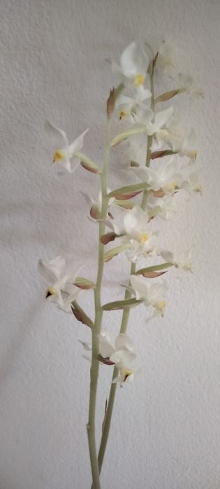 Дорогоцінна орхідея людізія