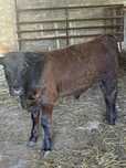 Vitelo angus puro com 9 meses
