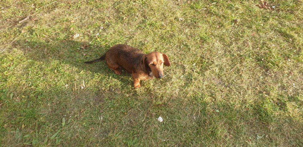 Oddam szczeniaki jamink