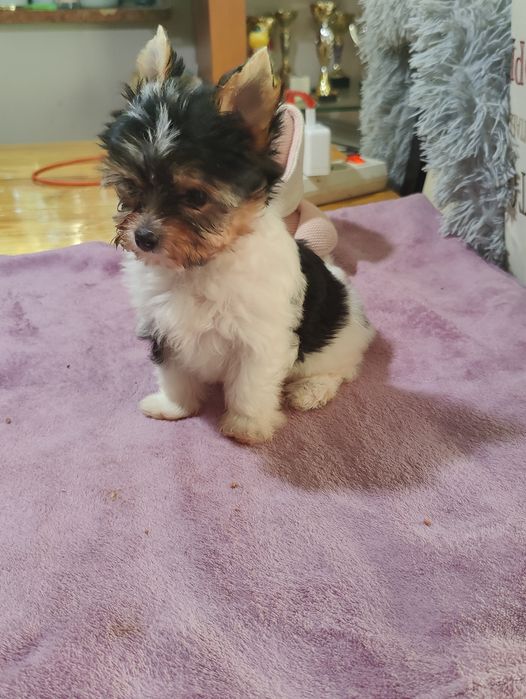 DEE DEE piękna suczka Yorkshire terrier Biewer