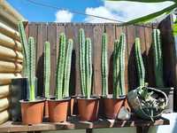 Cactos San Pedro (Echinopsis Pachanoi)