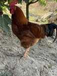 Galo adulto disponivel