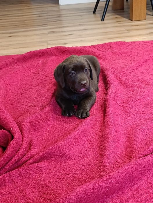 Labrador Retriever czekoladową suczka