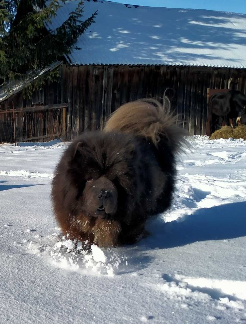 Niebieski Pies chow-chow  Mazowieckie.