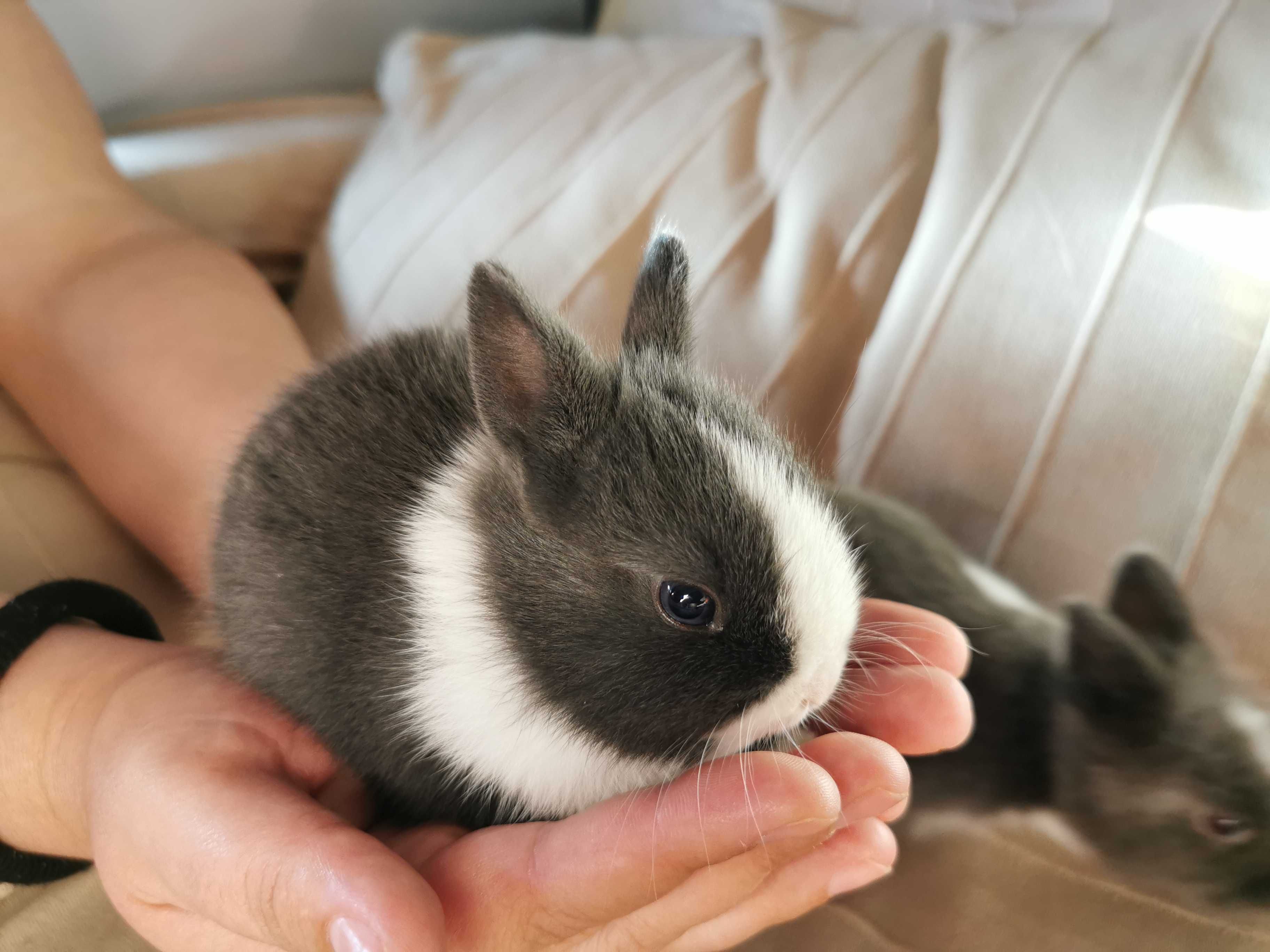 KIT completo coelhos anões mini holandês super meigos