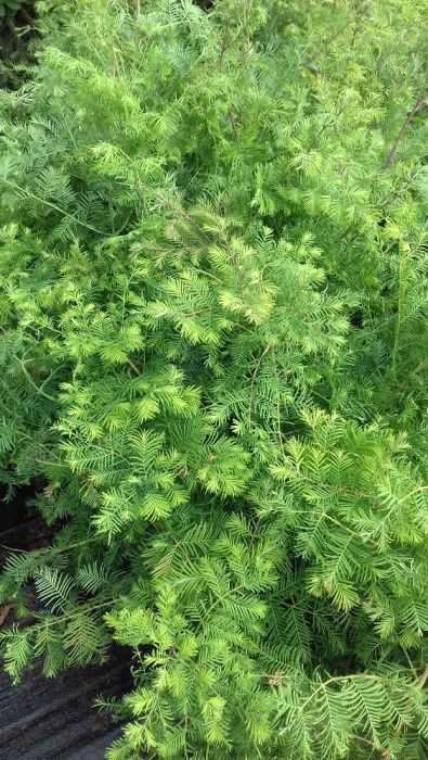 Metasekwoja chińska