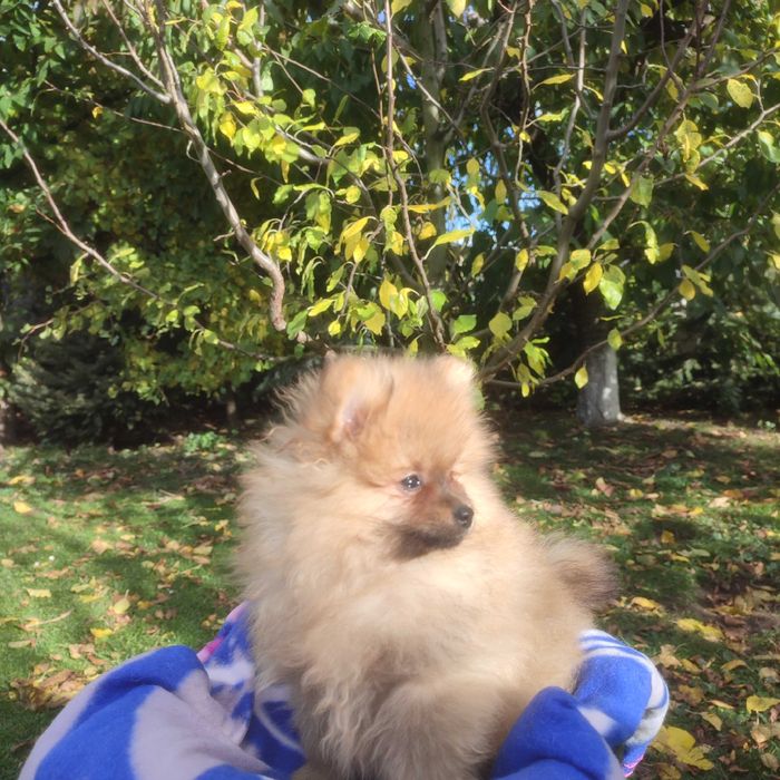 Wzorcowy Mały Szpic rodzice FCI