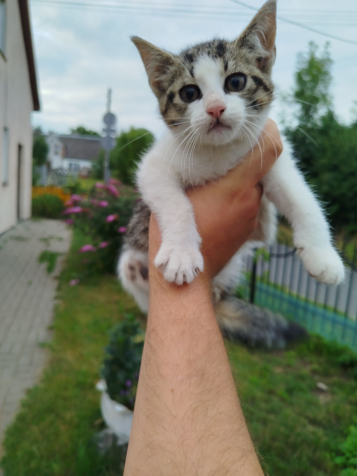 Koty do oddania za darmo