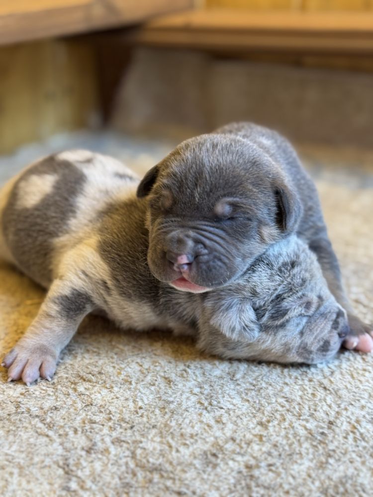American Bully XL Tri blue ABKC