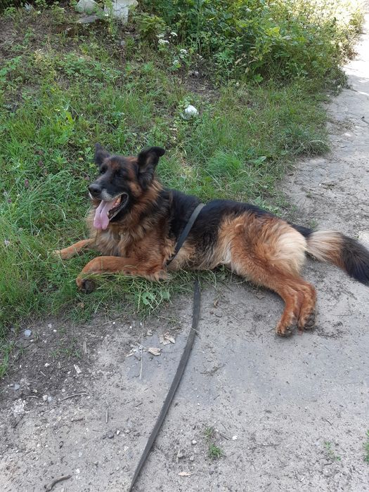 Śliczny starszy  owczarek niemiecki Dior do adopcji że schroniska .