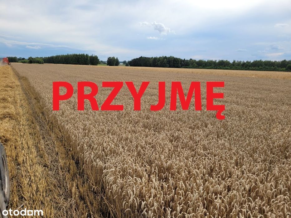 Wydzierżawię grunty rolne/ dzierżawa ziemi