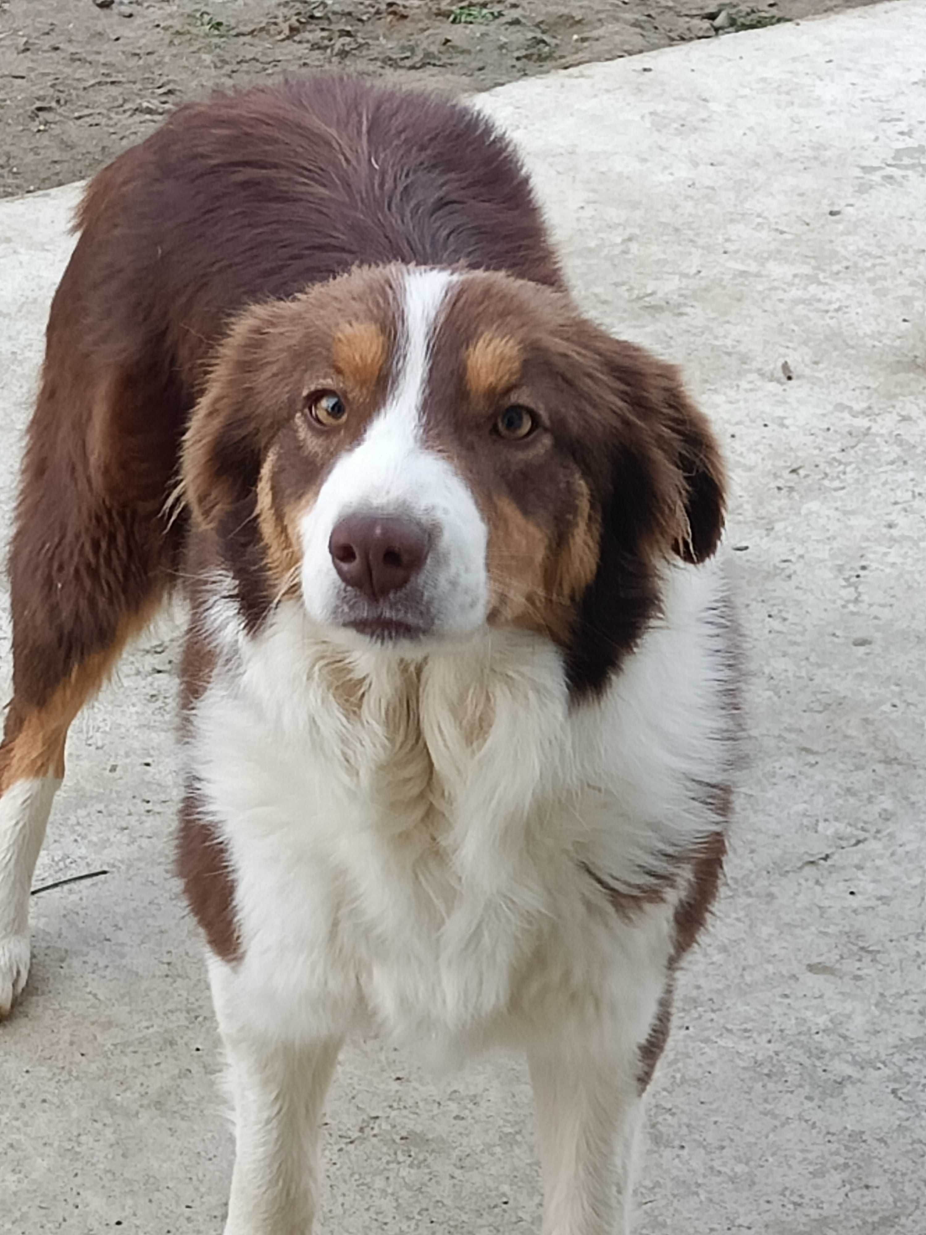 Border Collie-pieski czekoladowe