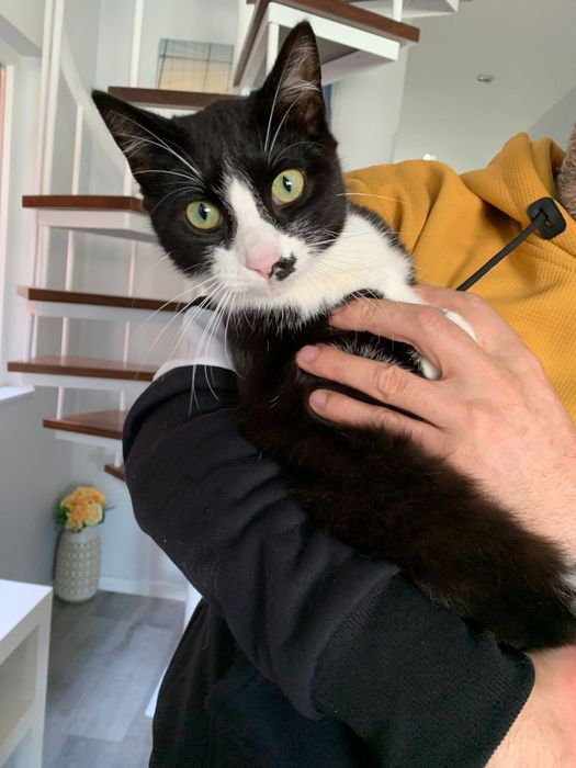 Gatinho 7 meses | ADOÇÃO