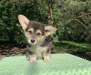 corgi dziewczynka