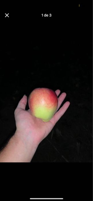 Vendo maçã “pêro de bobadela”