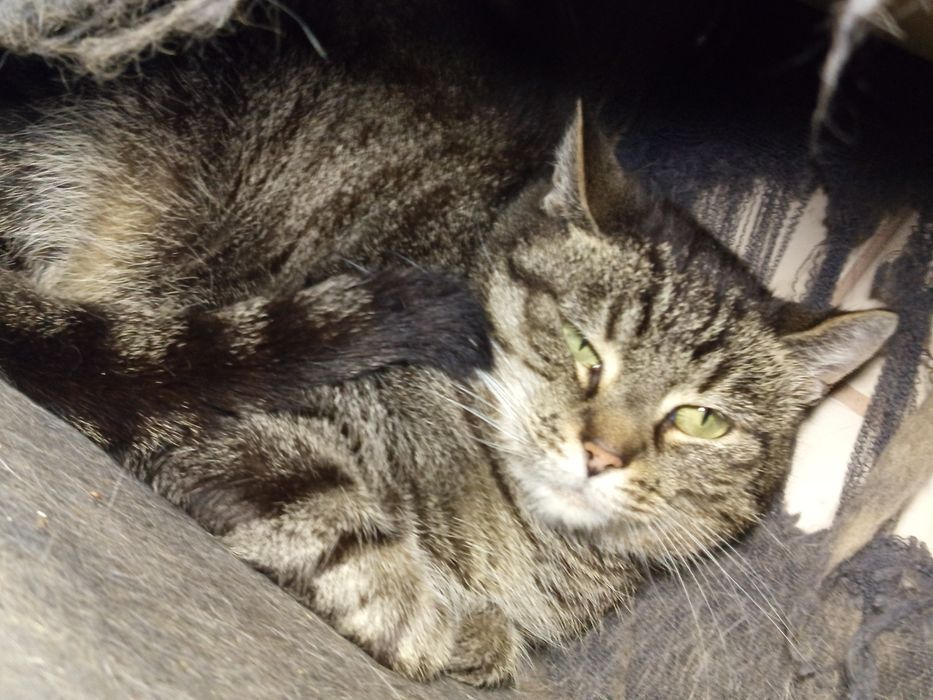 Cicha, kochana kotka Dyzia do adopcji