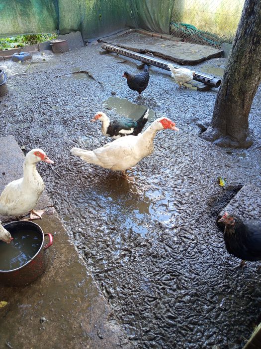 Sprzedam kaczki francuskie 2 kaczki + kaczor