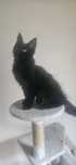 Kocurek rasy Maine Coon