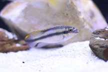 Pelvicachromis pulcher (Kribensis) (M/F) - Ciclídeos Africanos