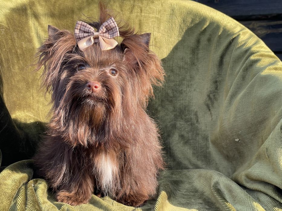 Йоркширский терьер дівчинка міні