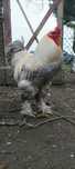 BRAHMA ISABELLA (ovos e aves)