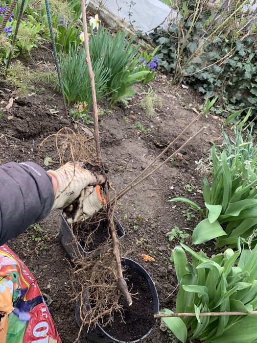 Гліцинія відводки 3 роки