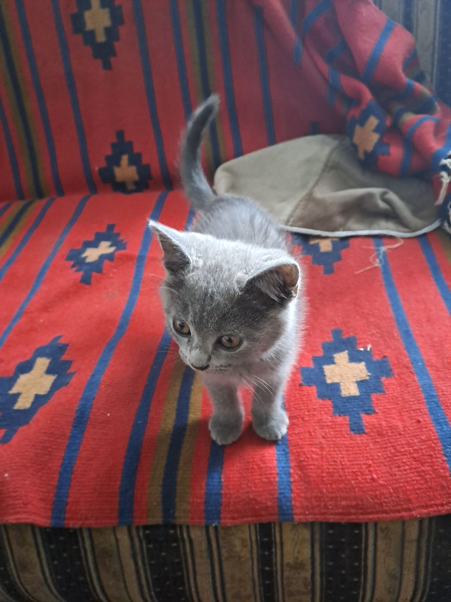 Подарую гарненьких  кошенят
